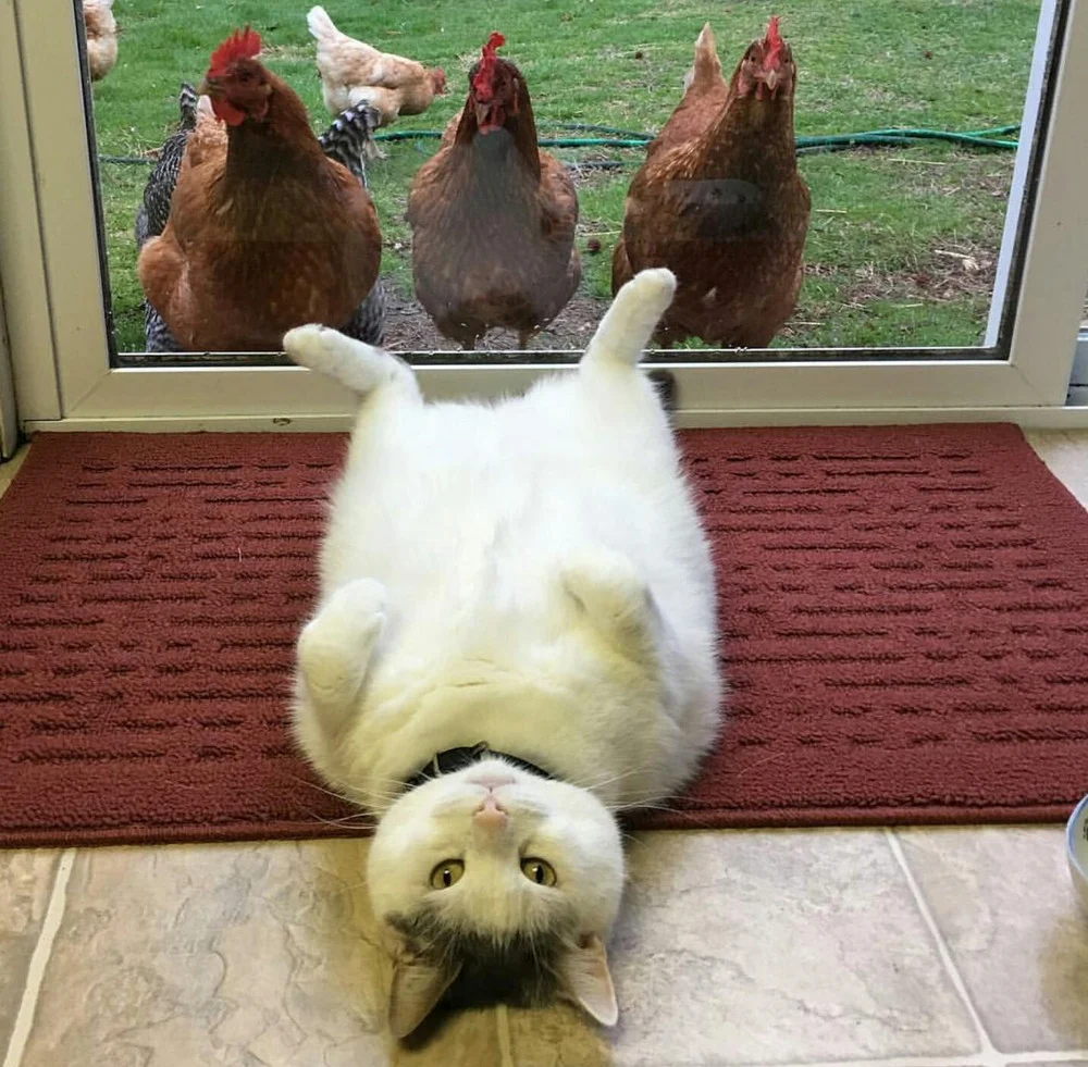 кот, курицы