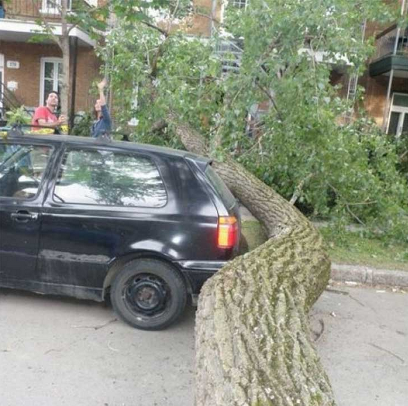 автомобиль, дерево