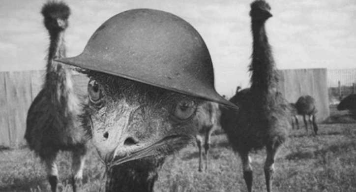Шутливое фото на тему войны австралийцев со страусами