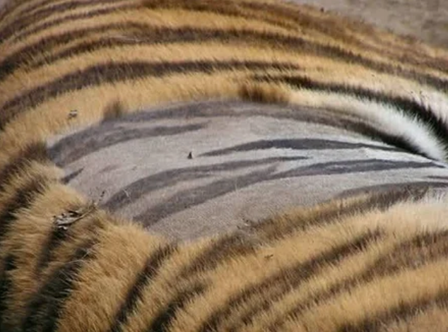 Как на самом деле выглядит кожа тигра