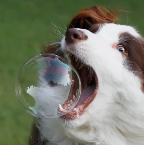 пузырь, пес