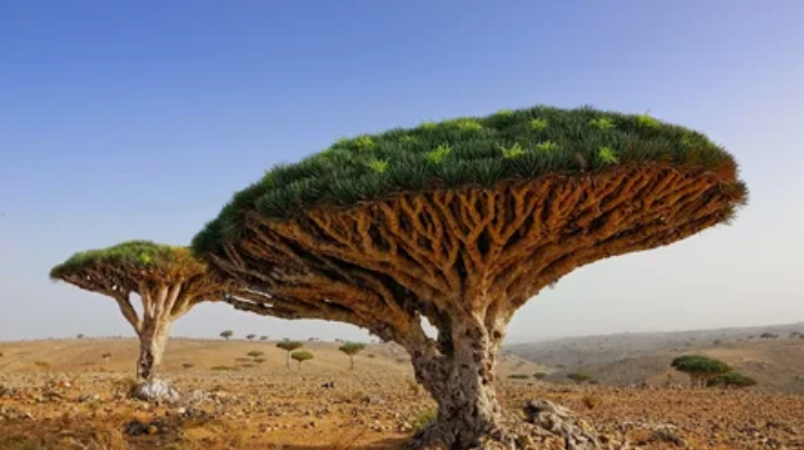 дерево, растение, Африка