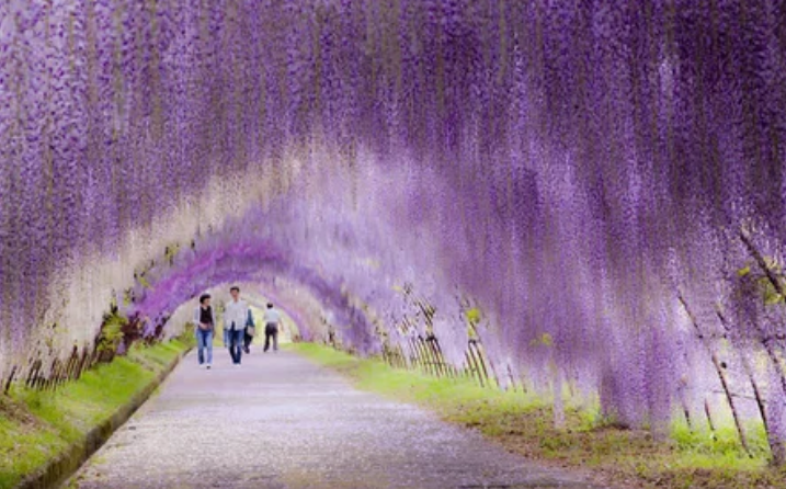 Цветочный туннель глицинии в Японии / imgur.com | mindphoto.blog.fc2.com