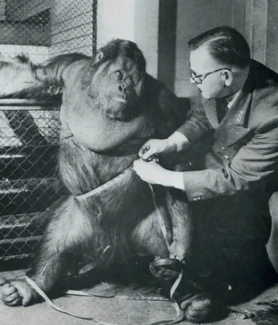 Надеясь пристыдить орангутана за лишний вес и посадить на диету, Билл Пекетт, смотритель за обезьянами Лондонского зоопарка, показывает мистеру Джиггсу, что обхват его талии равен 119 сантиметрам.