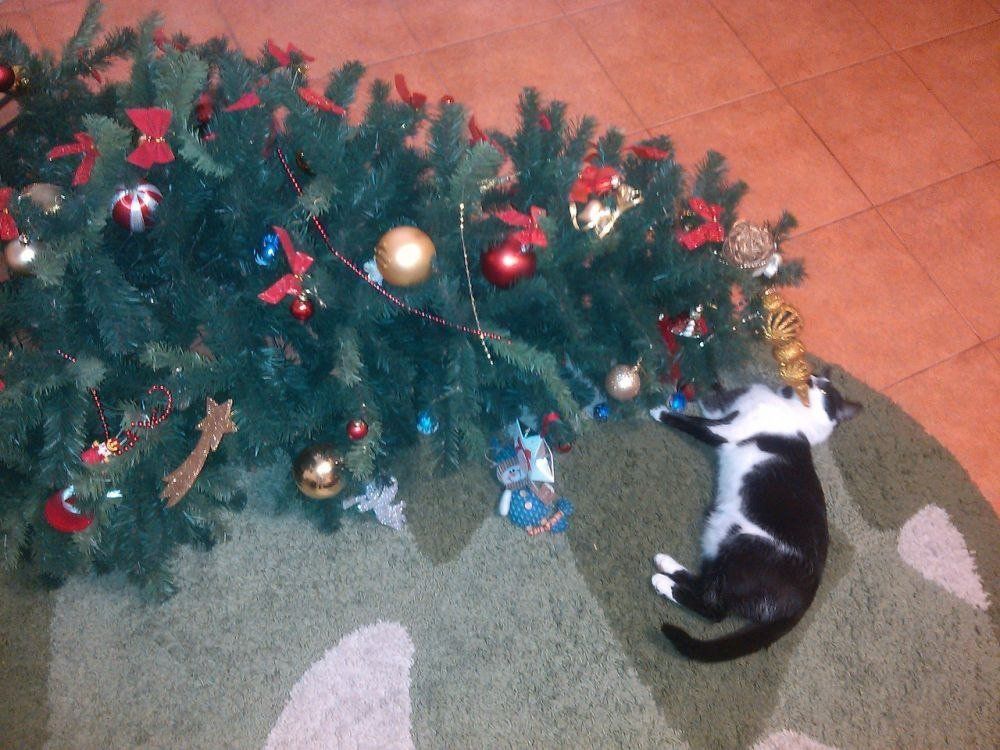 кошка, елка