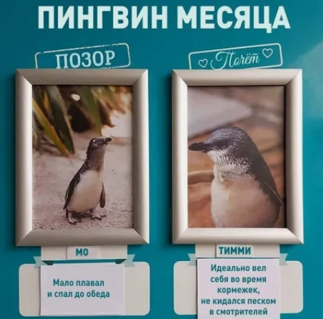 Доска позора и славы пингвинов (это самое милое, что вы увидите за сегодня)
