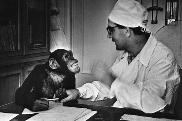 Странные эксперименты: чем закончилось скрещивание человека и обезьяны