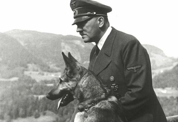 «Монстр третьего рейха» или чем отличались «овчарки Дауфмана» от остальных собак