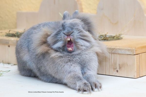 30 фото очаровательных и смешных животных с конкурса Comedy Pet Photo Awards