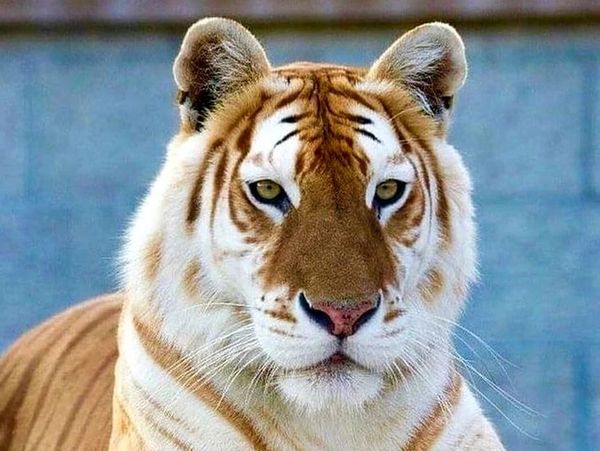 Тигр-меланист, странная индийская белка, выдра-альбинос и другие "проделки" природы