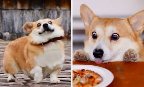 Прославился глупой мордой - самая смешная собака в Instagram 2020 года