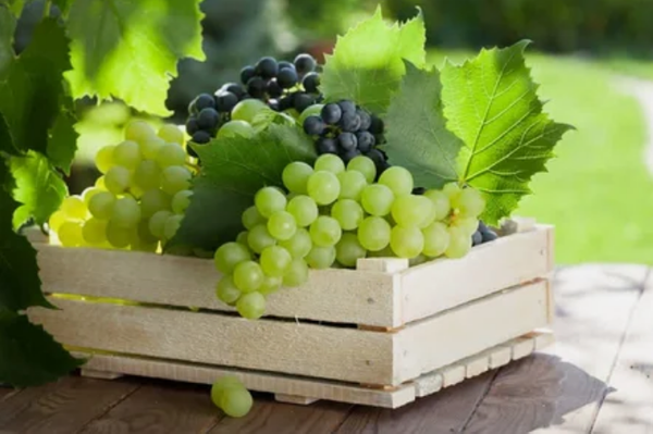 12 интересных фактов о винограде